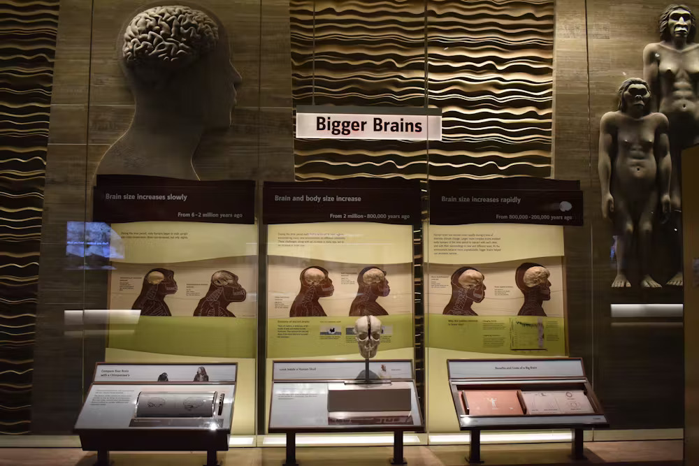 Exhibit on brain size at the Smithsonian&rsquo;s National Museum of Natural History in Washington, D.C.