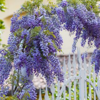 Wisteria on an arch