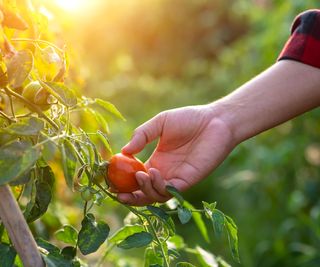 A ripe tomato being picked off an indeterminate tomato plant