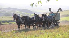 heavy horses
