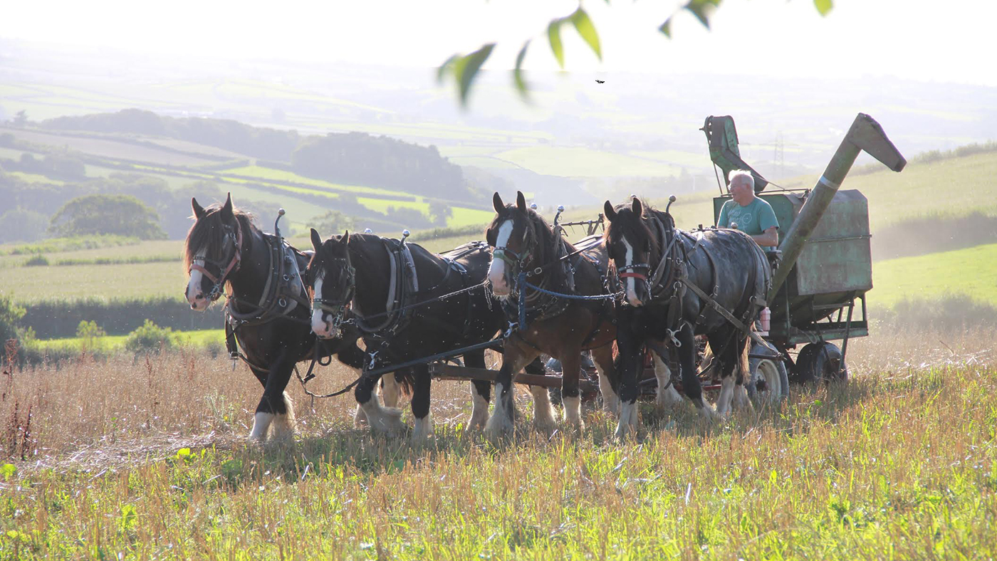 heavy horses