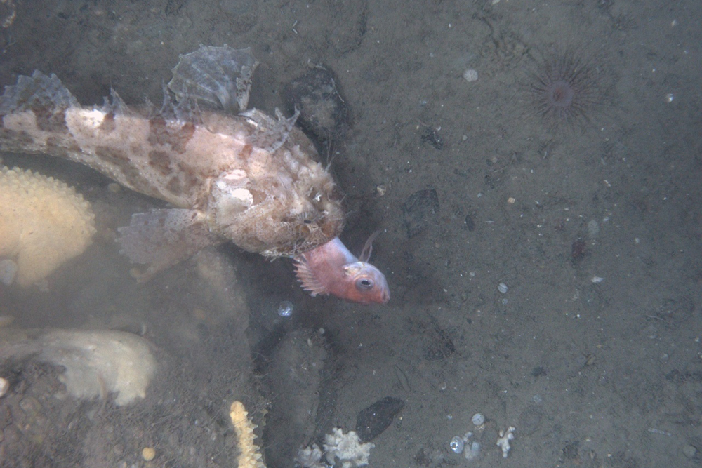 habcam, ocean habitat, marine life images
