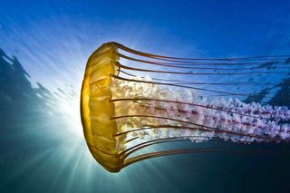 This amazing jellyfish photograph received nearly half of the 1,221 online votes in the underwater photography contest. The photo was taken by Todd Aki from Florida.