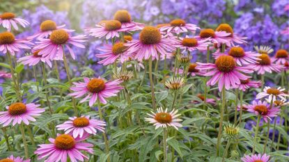 Coneflowers