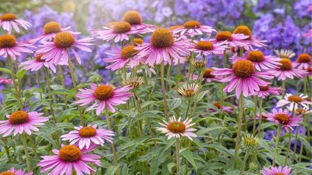 Coneflowers