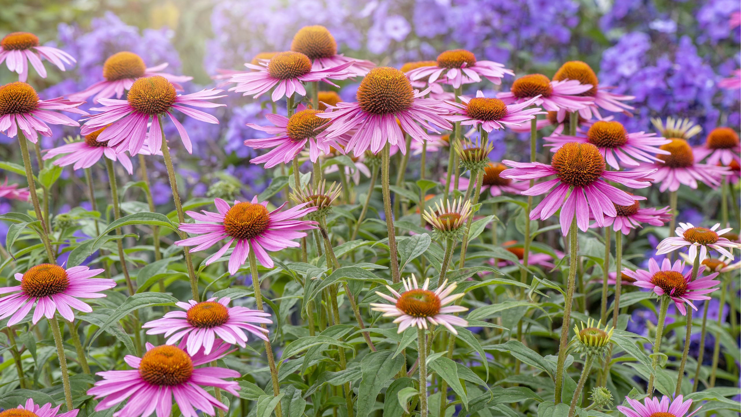 Coneflowers