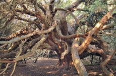 The ancient yew trees in Kingley Vale.