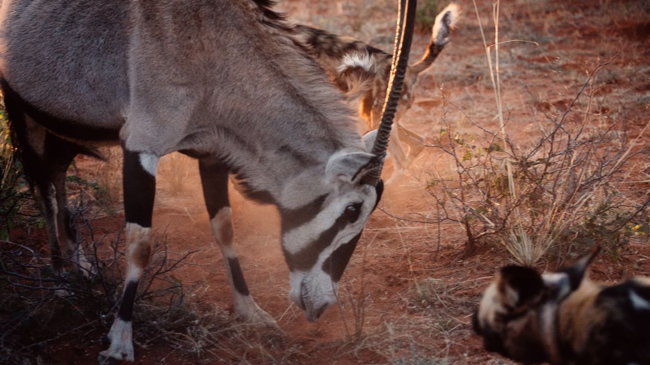 African wild dogs at Tswalu Kalahari
