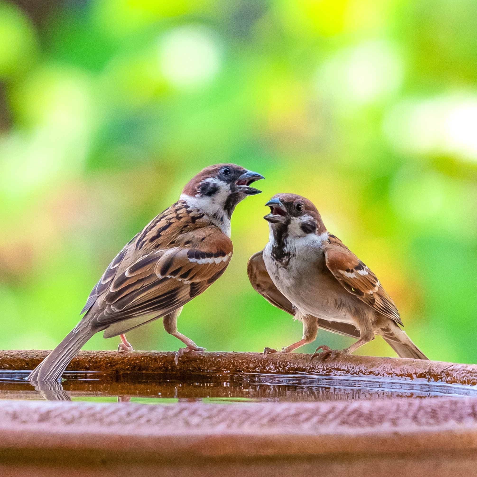 two sparrows singing on rim of shallow dish of water against green backdrop