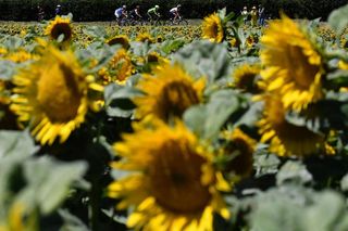 Tour de France known for beautiful sunflowers lining the route