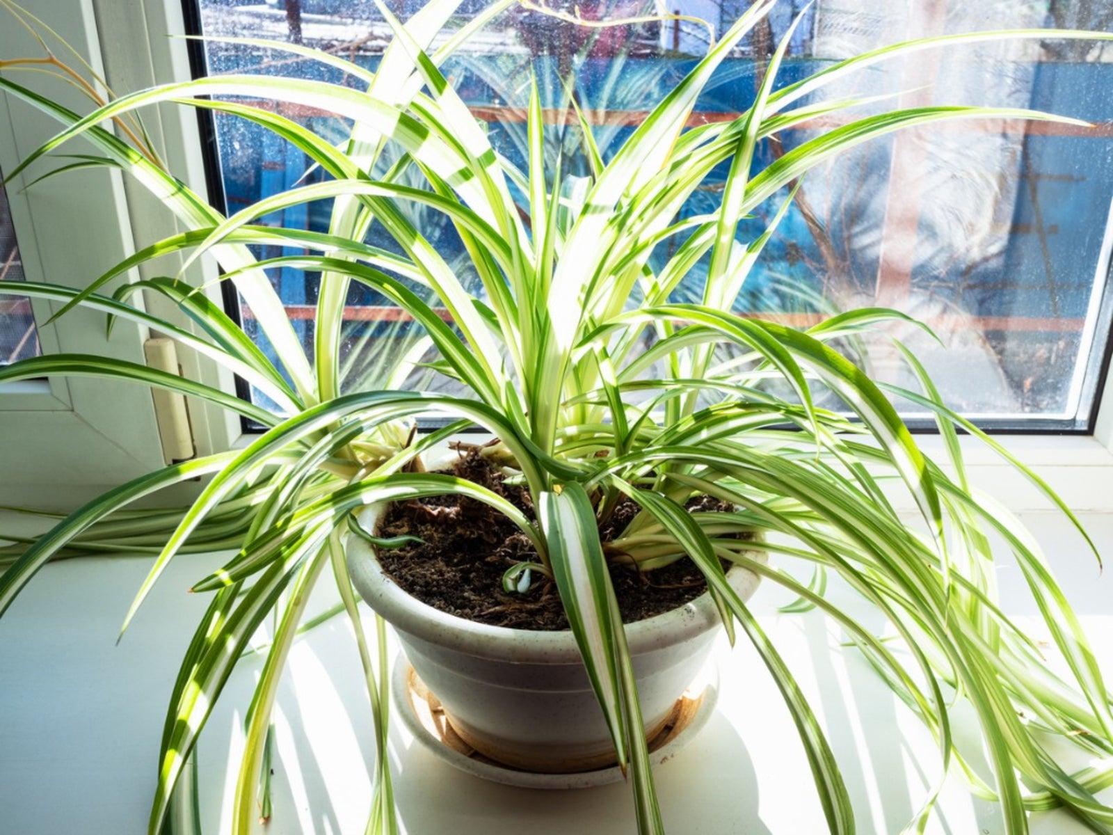 Hanging Spider Plant Silk Foliage Planter