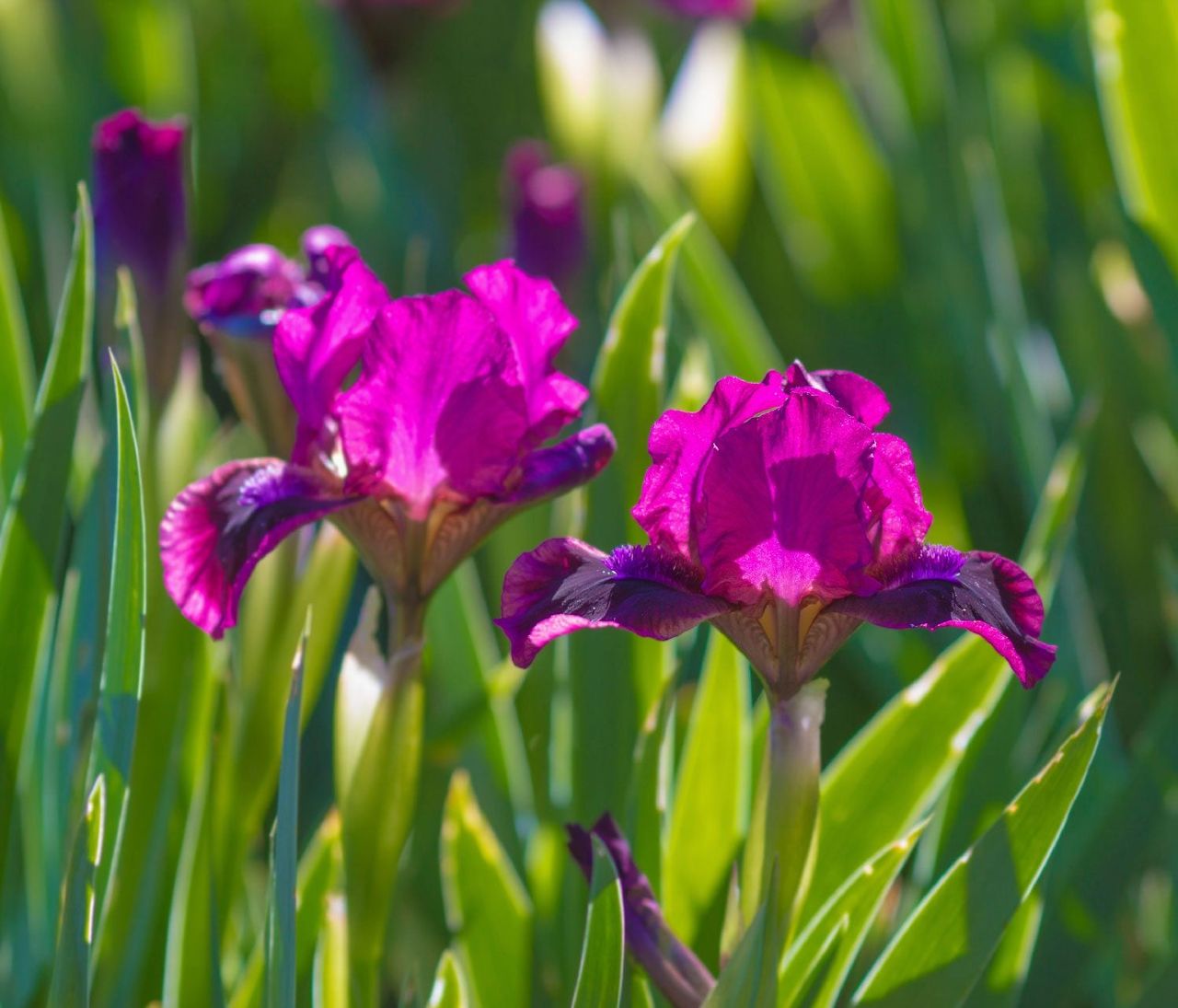 Iris Plants - Tips For Growing Iris | Gardening Know How