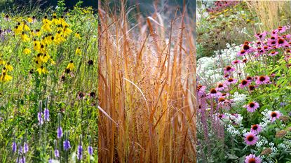 composite prairie plants