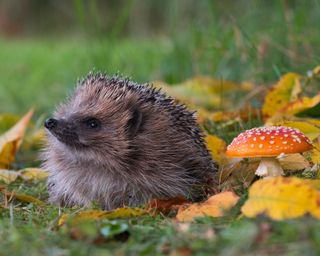 Hedgehog and toadstool