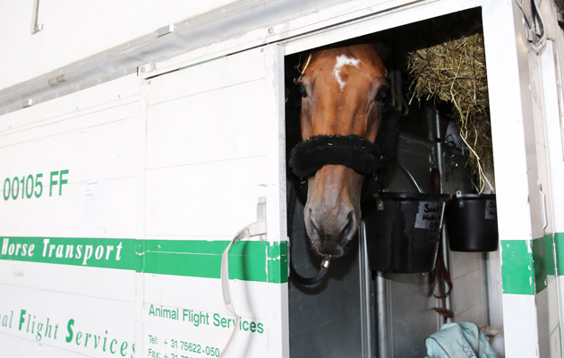 Sanctos in cargo