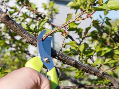 Trimming Of An Apricot Tree