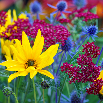 Coneflowers and yarrow thriving in a summer perennial garden – two drought-tolerant blooms that keep blooming through heat.