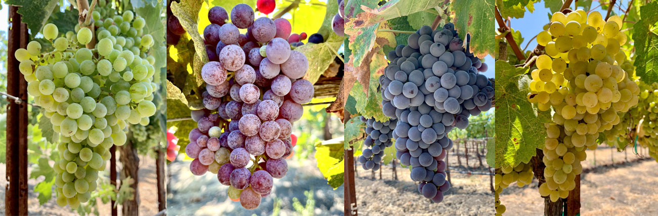 Tablas-Creek-grapes.jpg