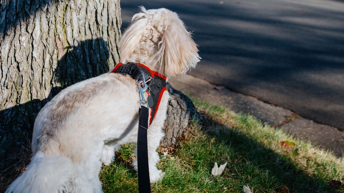 Dog looking at something while on the leash