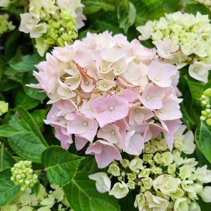 Hydrangea macrophylla or mophead hydrangeas