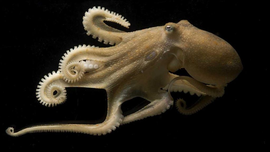 Octopuses 'rewire' their brains to adapt to different ocean ...