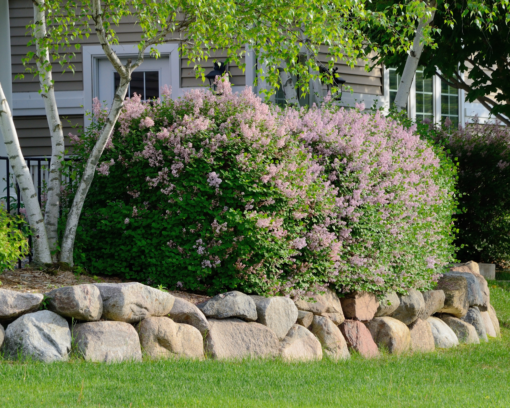 Lilac bushes, a stone retaining wall, and birch trees in a low-maintenance front yard