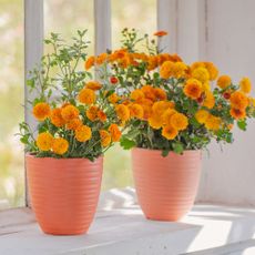 Orange chrysanthemums growing in pots on white windowsill