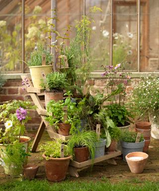 An example of how to plant a flower bed showing herbs growing in pots on a shelf