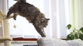 A Maine coon cat jumps from their cat tree to the sofa