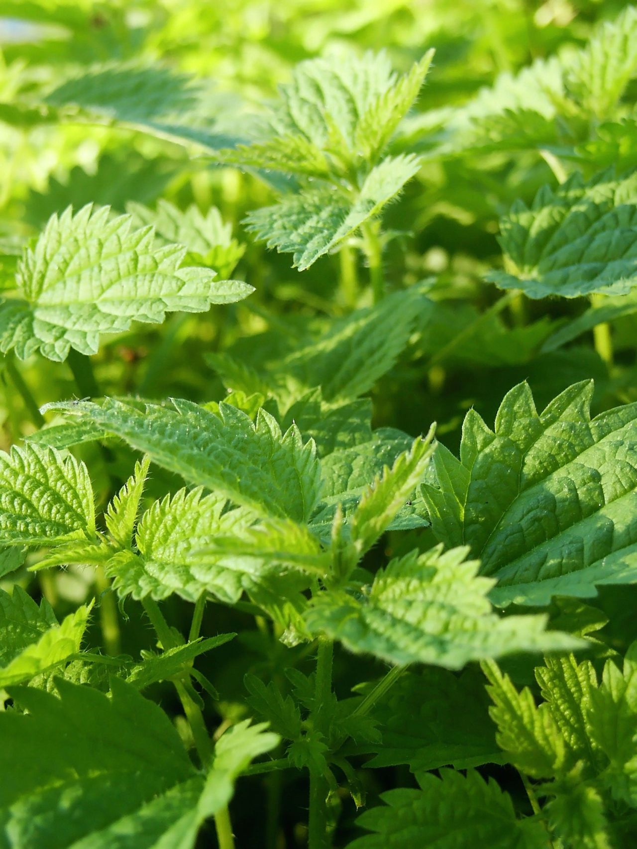 Stinging Nettle Weeds