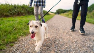 dog being taken for a walk