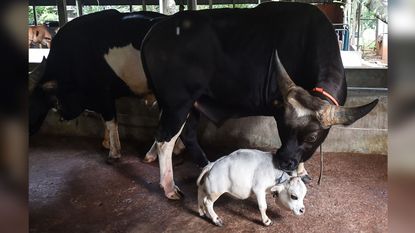 A dwarf cow named Rani, whose owners applied to the Guinness Book of Records claiming it to be the smallest cow in the world, at a cattle farm in Charigram in Bangladesh.