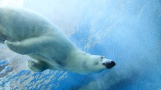 A swimming polar bear.