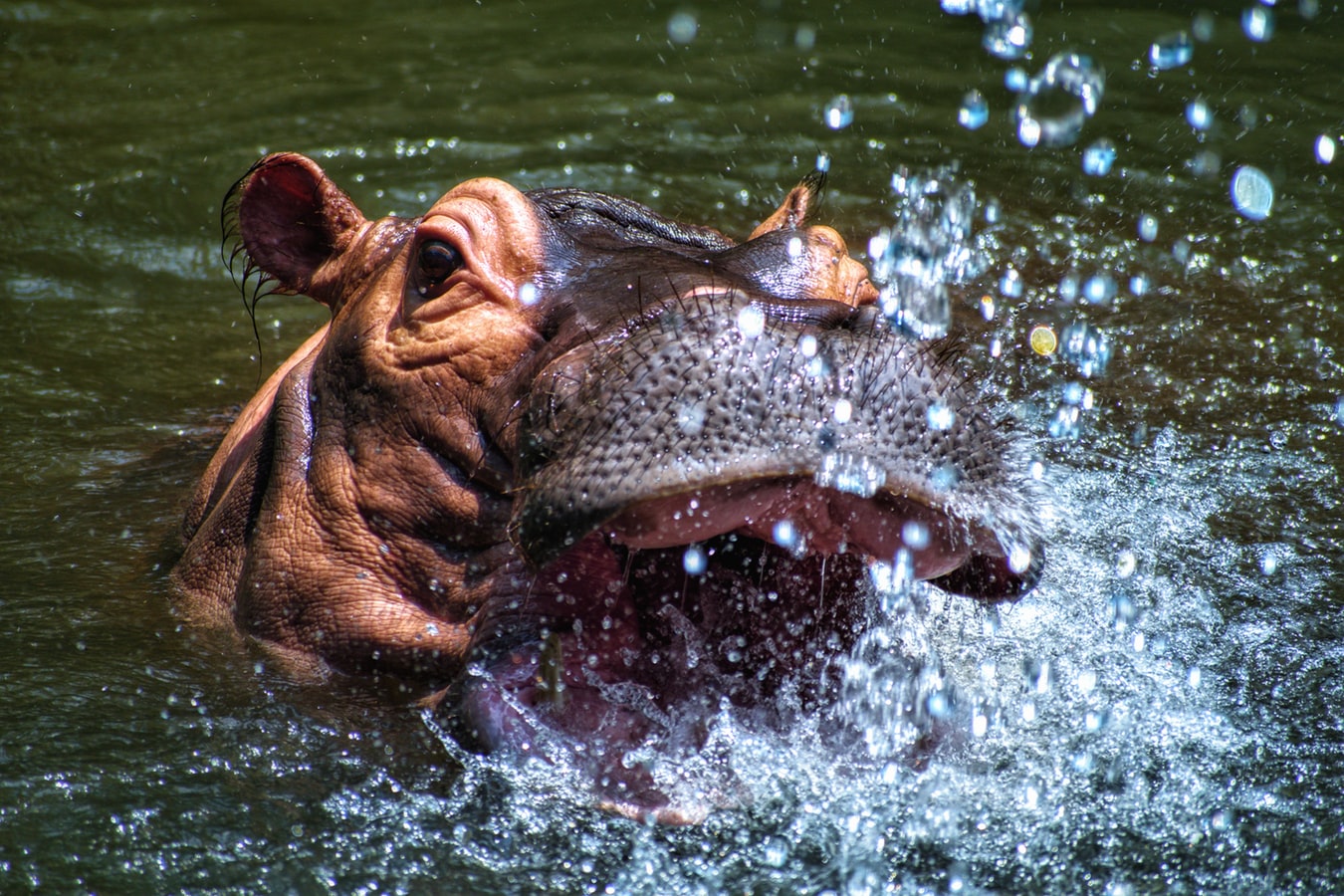 Netflix's new comedy ‘Cocaine Hippos’ is based on drug lord Pablo Escobar’s zoo animals