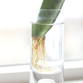 Roots and a "pup" growing on a Sansevieria leaf propagating in water