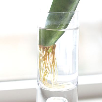 How to care for a snake plant – the houseplant anyone can keep alive ...