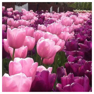 A garden with pink and purple tulips