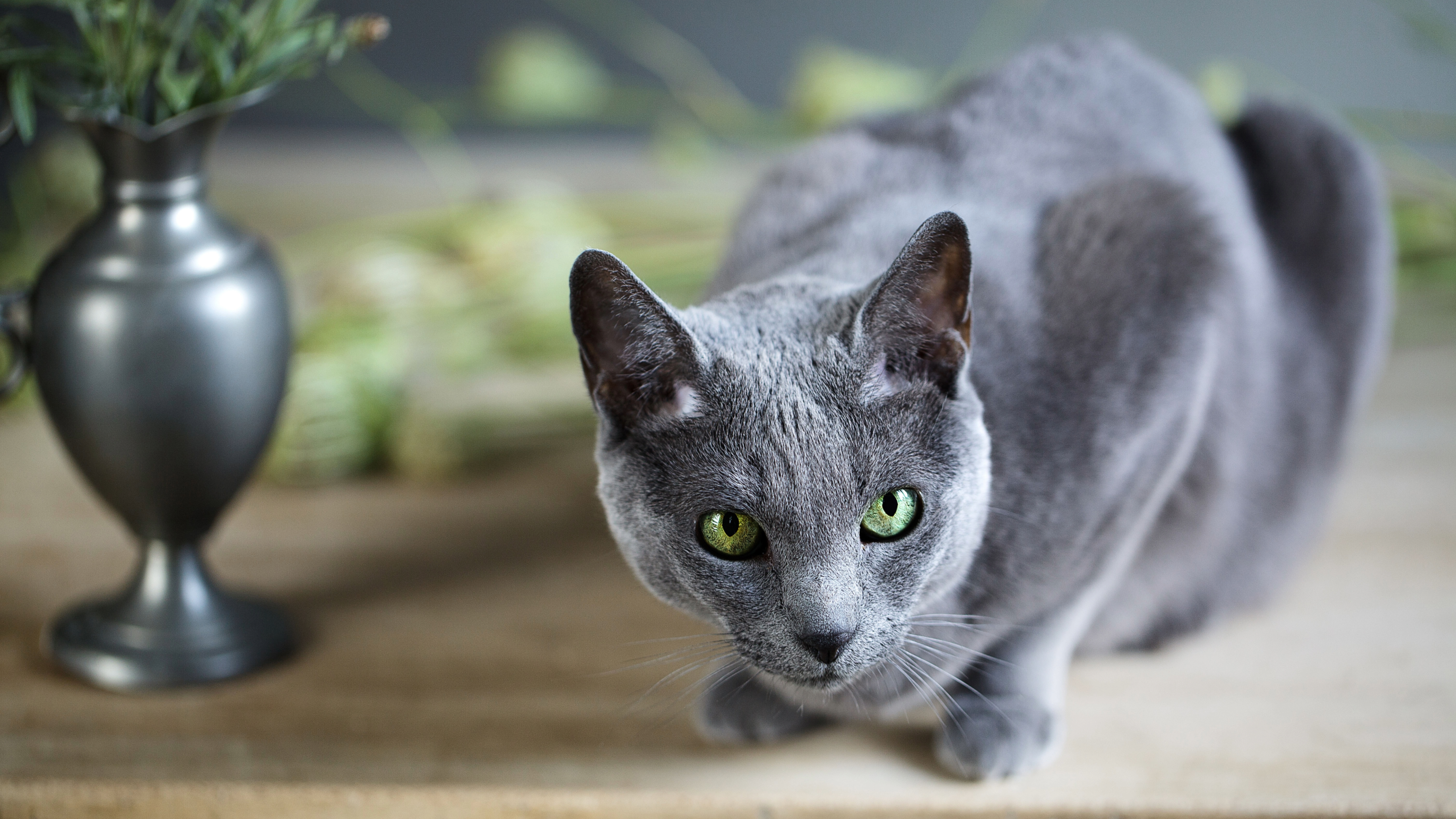 Russian Blue