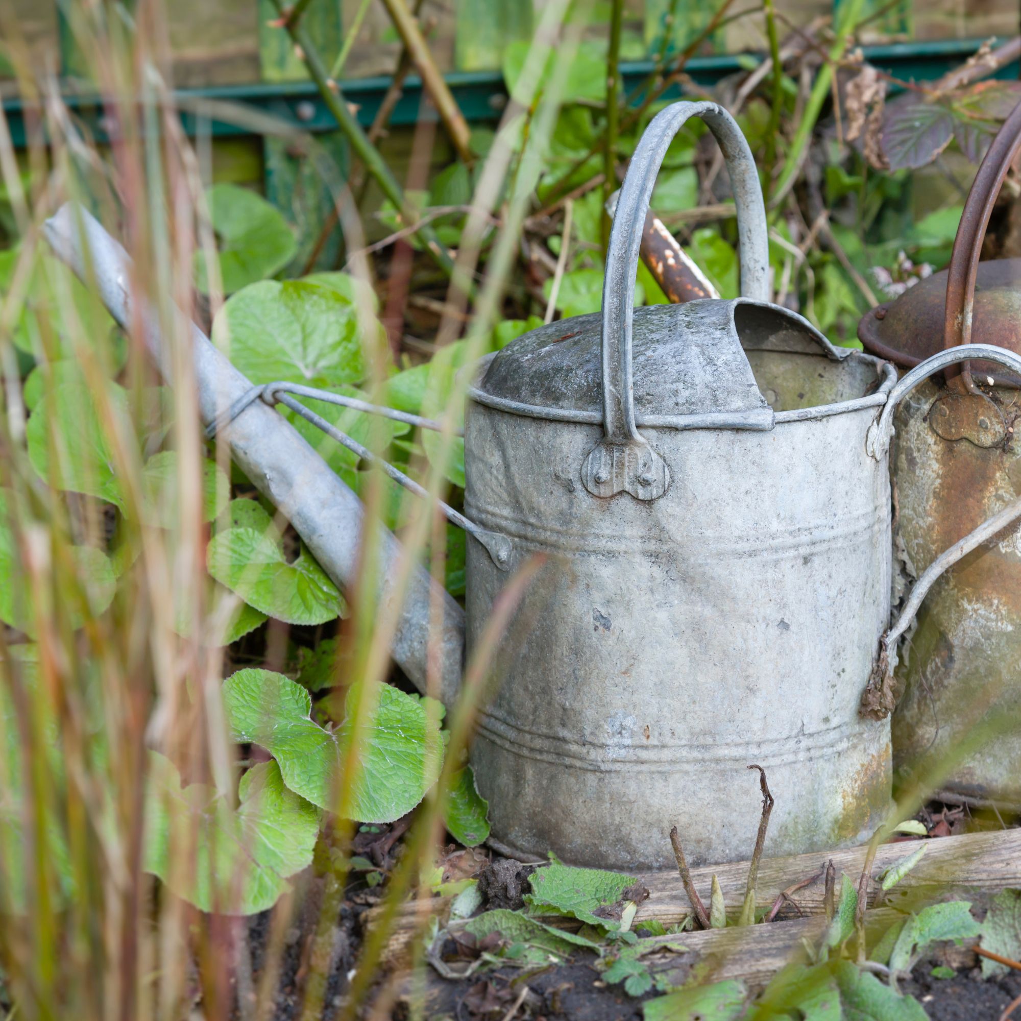 watering hydrangeas in winter