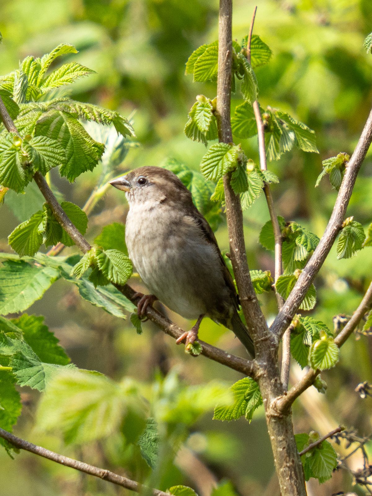 sparrow sitting in a tree