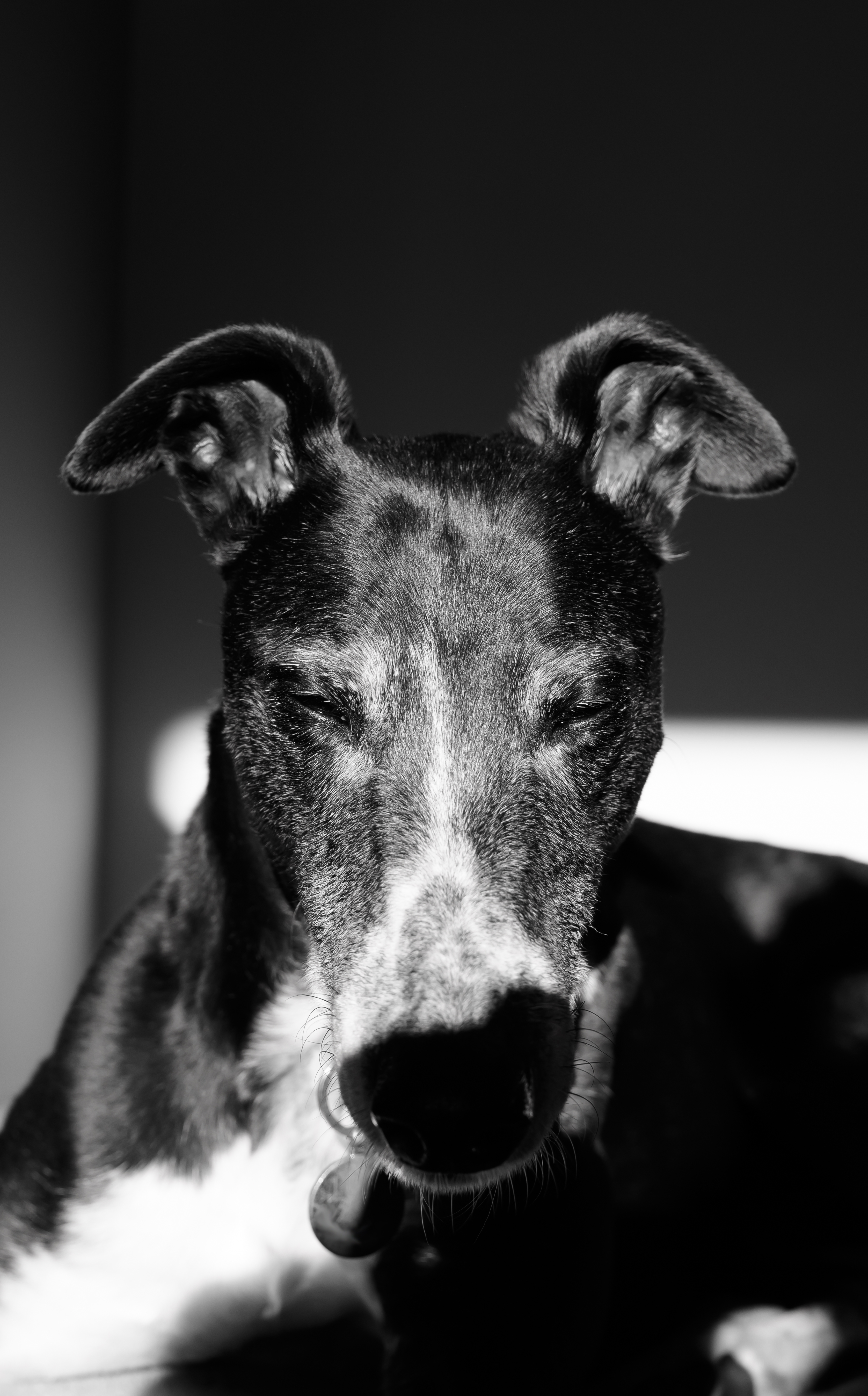 A black and white portrait of a greyhound with its eyes closed, taken on the Nikon Z50II