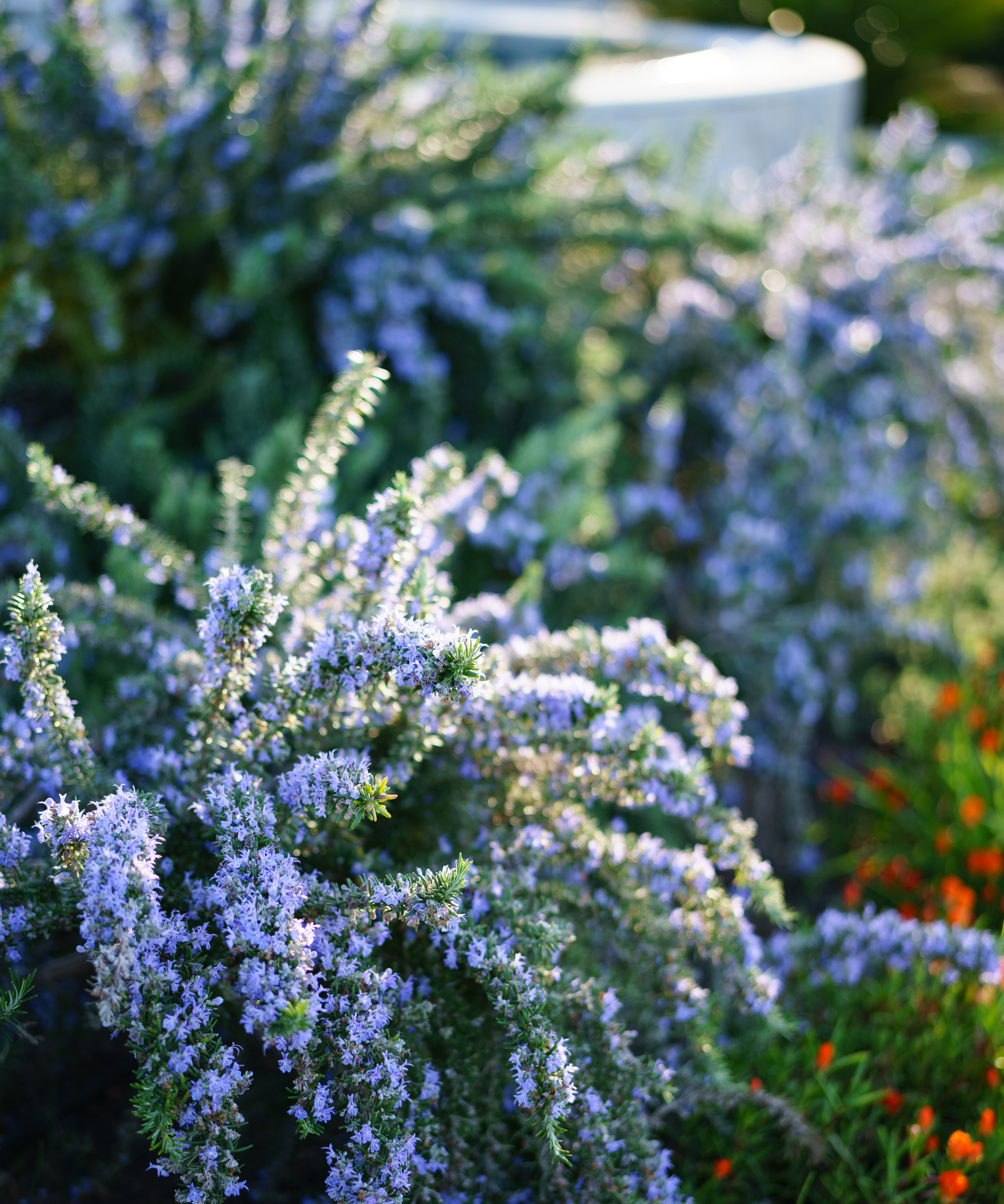 Creeping rosemary, also called prostrate rosemary, used to soften hard landscaping in a garden