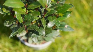 bay tree in pot