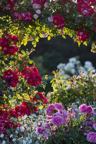 RHS Rosemoor