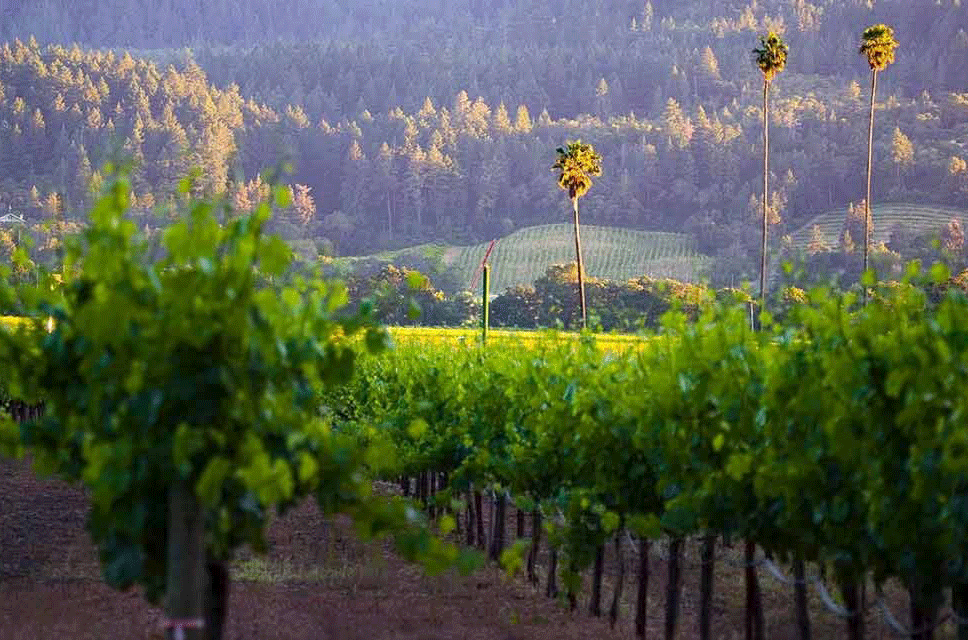 Three Palms Vineyard