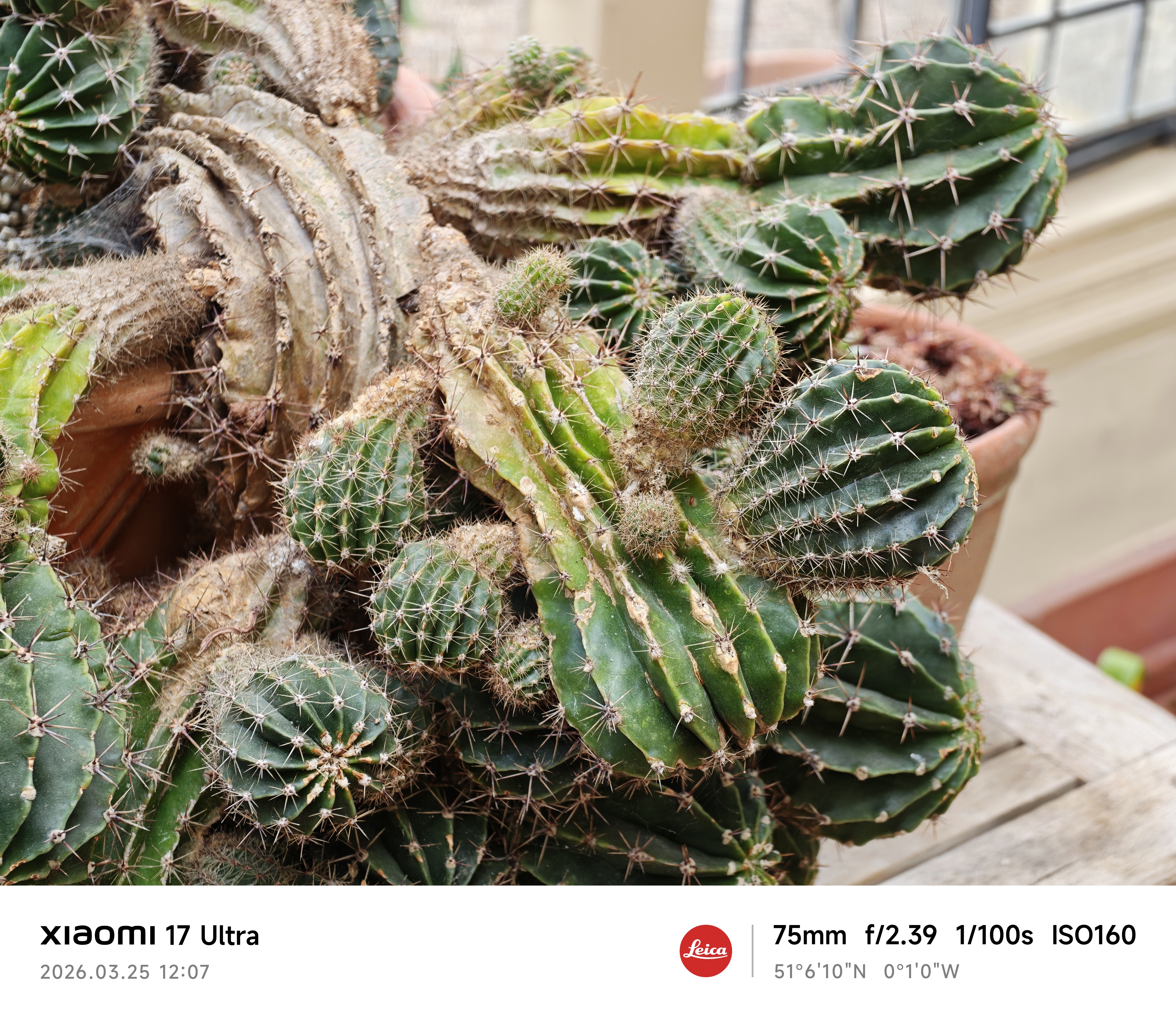 Xiaomi 17 Ultra camera sample cacti