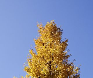 Foliage of the ginkgo tree in autumn with yellow leaves