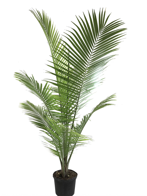 Element Large Majesty Palm Floor Plant