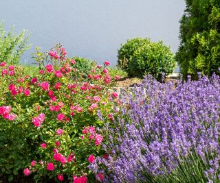 Lavender and rose bushes in bloom