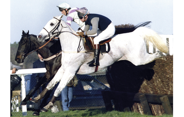 Desert Orchid 1989 grey racehorses